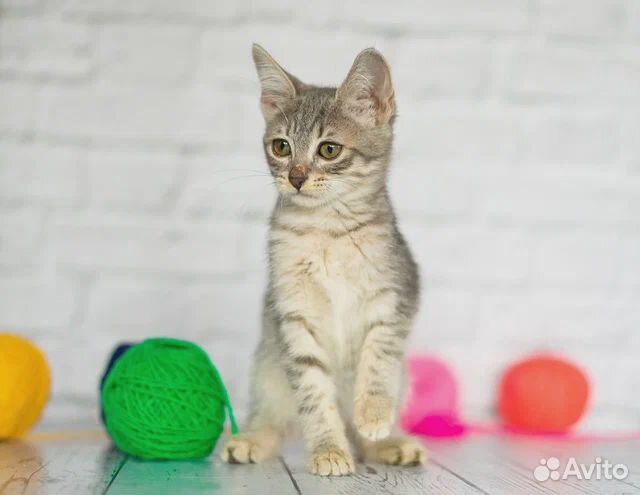 Котёнок-девочка серая. Бесплатно