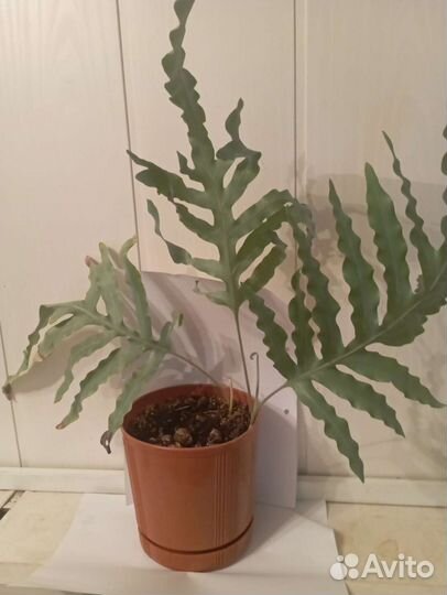 Папоротник