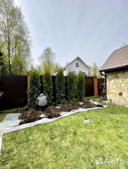 Туи брабант