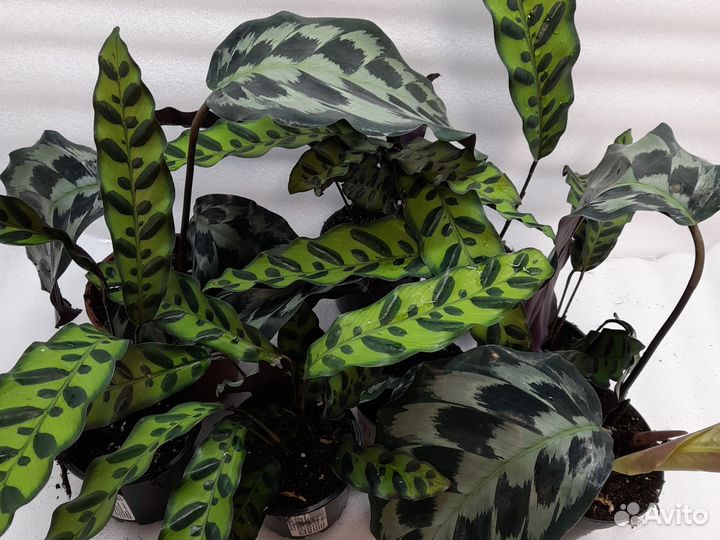 Калатея нетворк. Орбифолия. Инзигма. Кеннеди