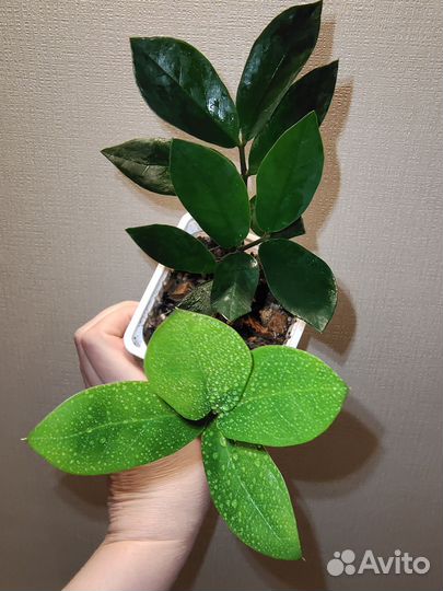 Замиокулькас Замифолия