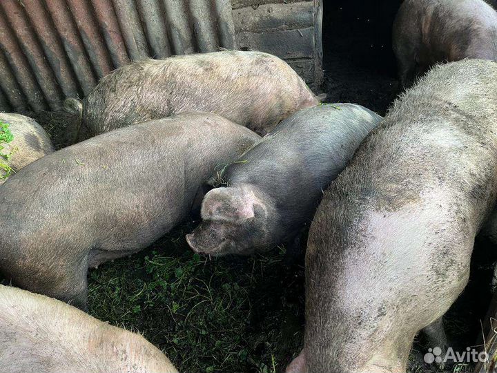 Свинина домашняя