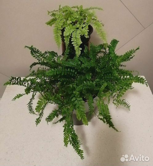 Нефролеписы, Адиантумы, Аир