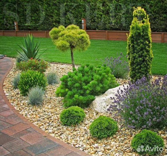 Сосна Веймутова Минима-Minima