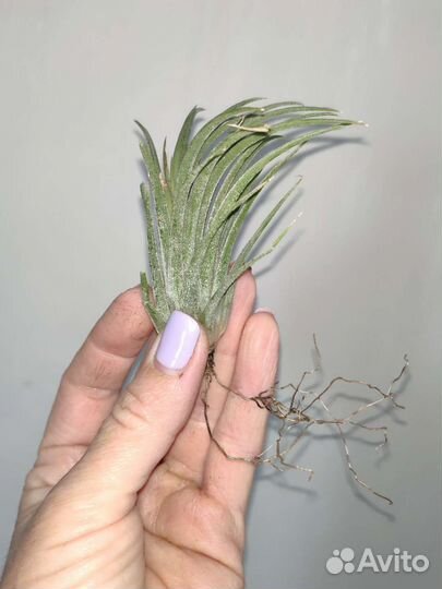 Тилландсия атмосферная