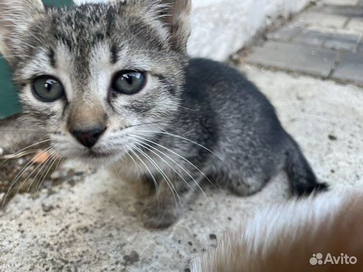 Кошки в добрые руки бесплатно