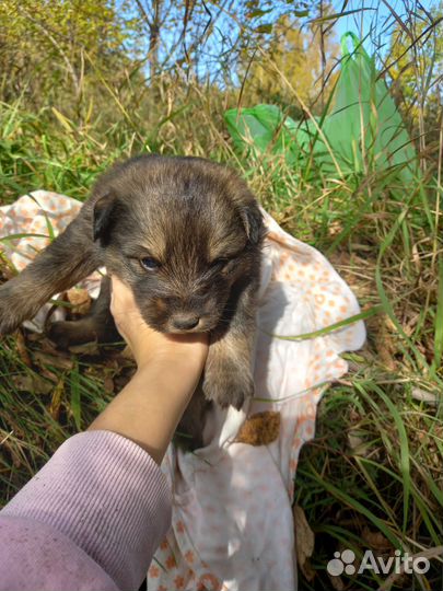 Отдам кота в добрые руки