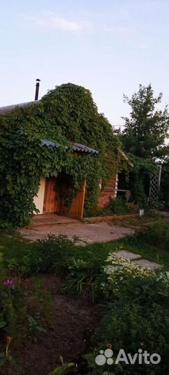 Саженцы девичий виноград