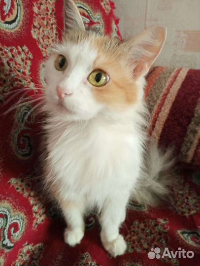 Кошка в дар бесплатно