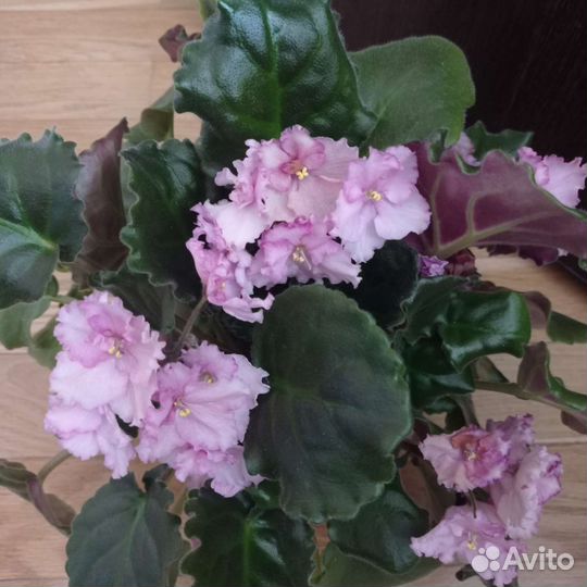 Фиалка Amy Lunn