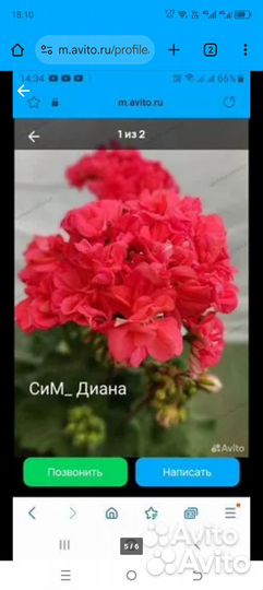 Пеларгонии сортовые