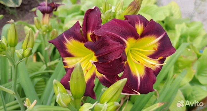 Лилейники сортовые многолетки