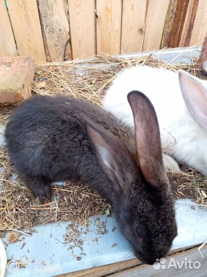 Продажа кроликов