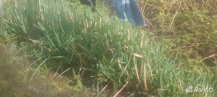 Лук, базилик, шпинат, салат, укроп зонтики