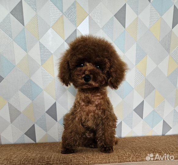 Кукольная девочка, той пудель