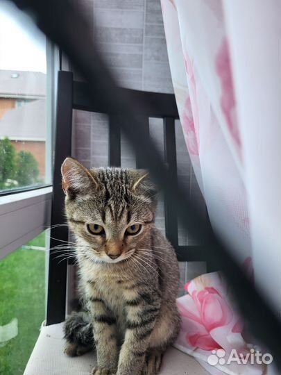 Котенок девочка бесплатно