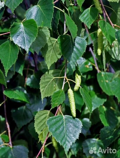 Семена берёза повислая