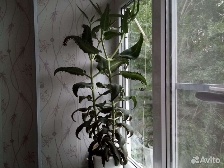 Каланхоэ лечебное