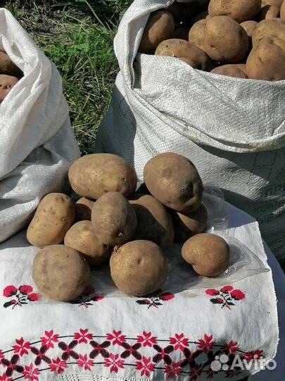 Продам картофель