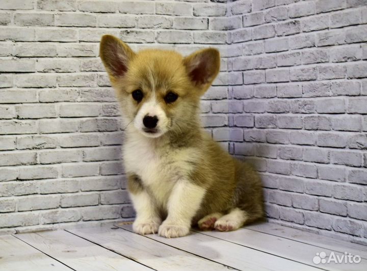 Лучшие щенки корги