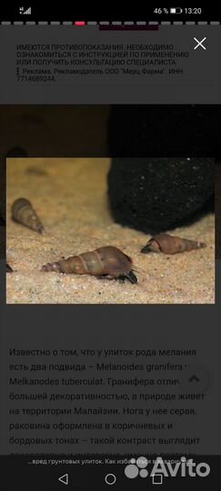 Улитки мелании