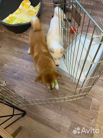 Вольер Midwest 542-30 zinc “позолоченный» 61*76