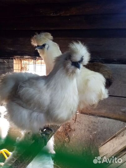 Цыплята и яйцо Китайские шолковые