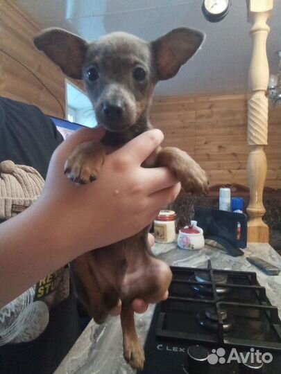 Мини той-терьер