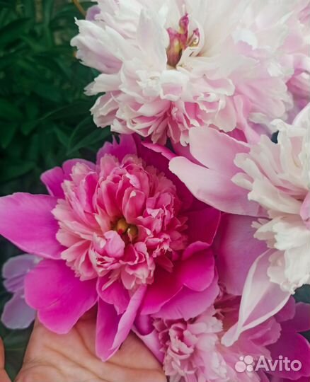 Цветы на срез