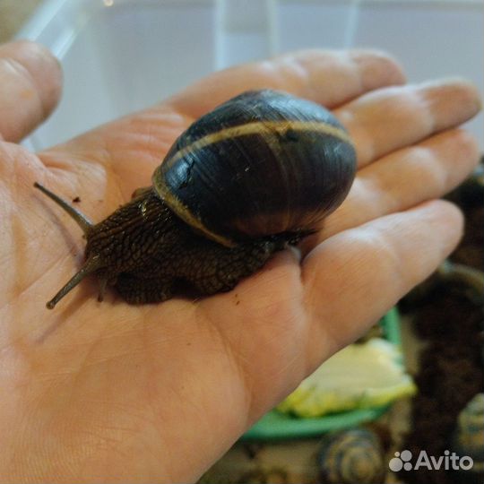 Виноградная улитка (съедобная) живая