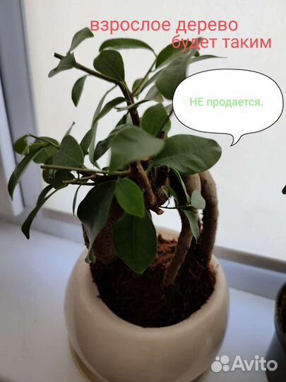 Фикус микрокарпа бонсай