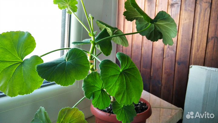 Пеларгония герань