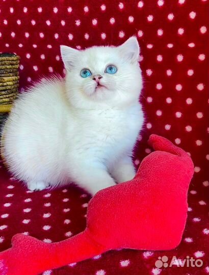 Мягкая плюшечка с голубыми глазками)