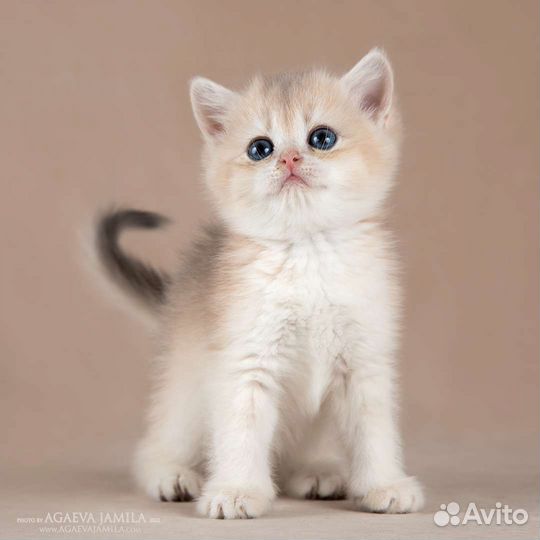 Мальчик голубое золото