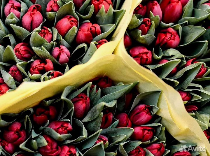 Тюльпаны оптом от производителя