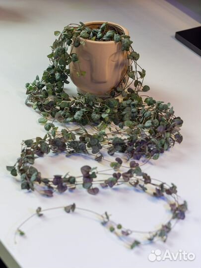 Церопегия вуда взрослое растение с фото