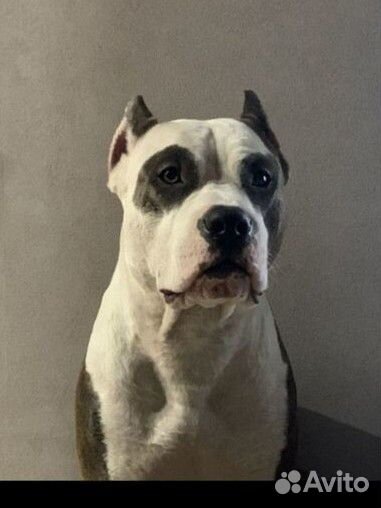 Амстафф вязка