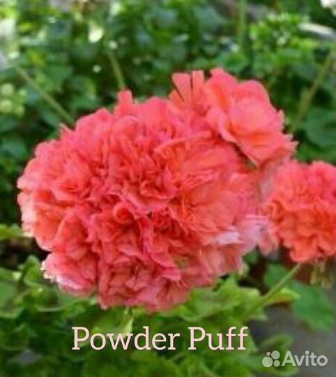 Пеларгония (герань) сортовая