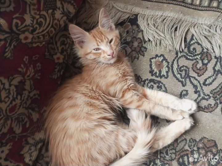 Котята мейн кунята