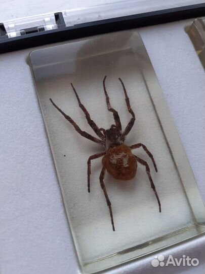 Насекомые в смоле