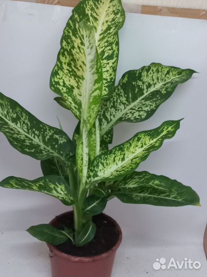 Диффенбахия везувий