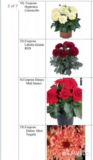 Георгины вегетативные