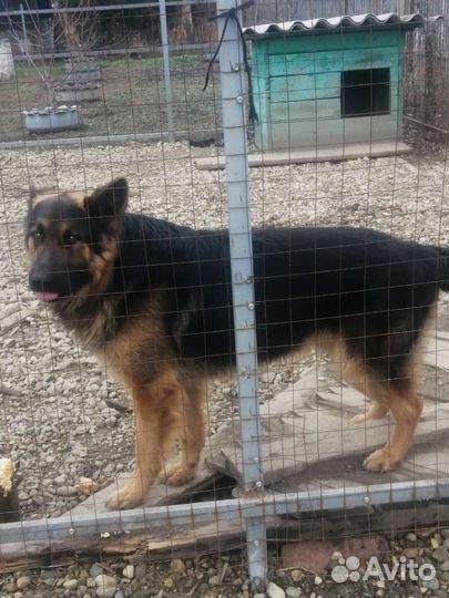 Немецкая овчарка вязка