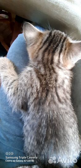 Шоколадная девочка