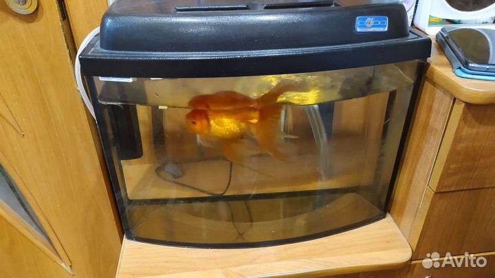 Продаю аквариум с золотой рыбой