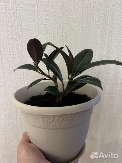 Фикусы в ассортименте