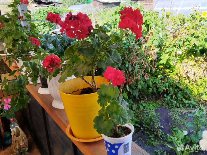 Комнатные растения