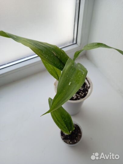 Аспидистра