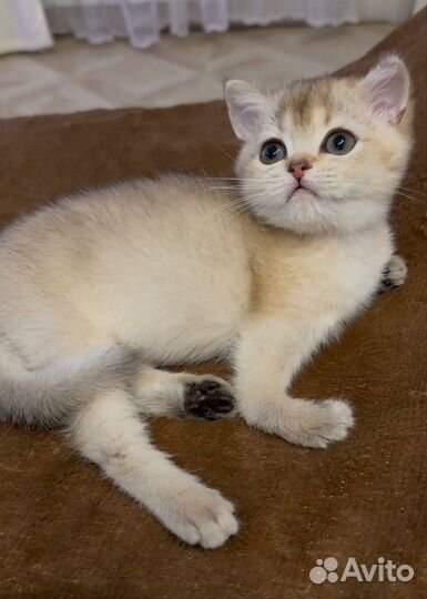 Британская малышка