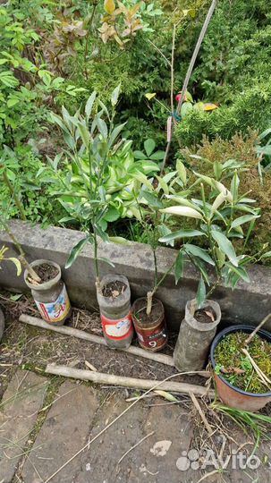 Кумкват апельсин мандарин лимон. Цитрусовые